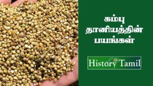 Read more about the article Bajra In Tamil – கம்பு தானியத்தின் மருத்துவ குணங்கள்