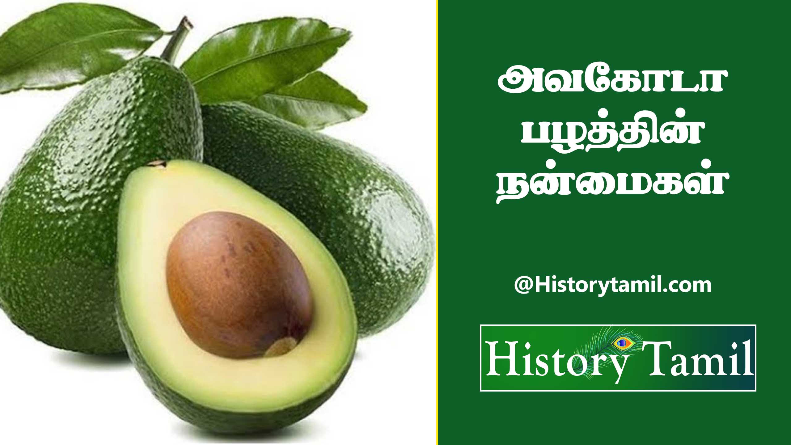 Read more about the article அவகோடா பழத்தின் நன்மைகள் – Avocado Benefits in Tamil