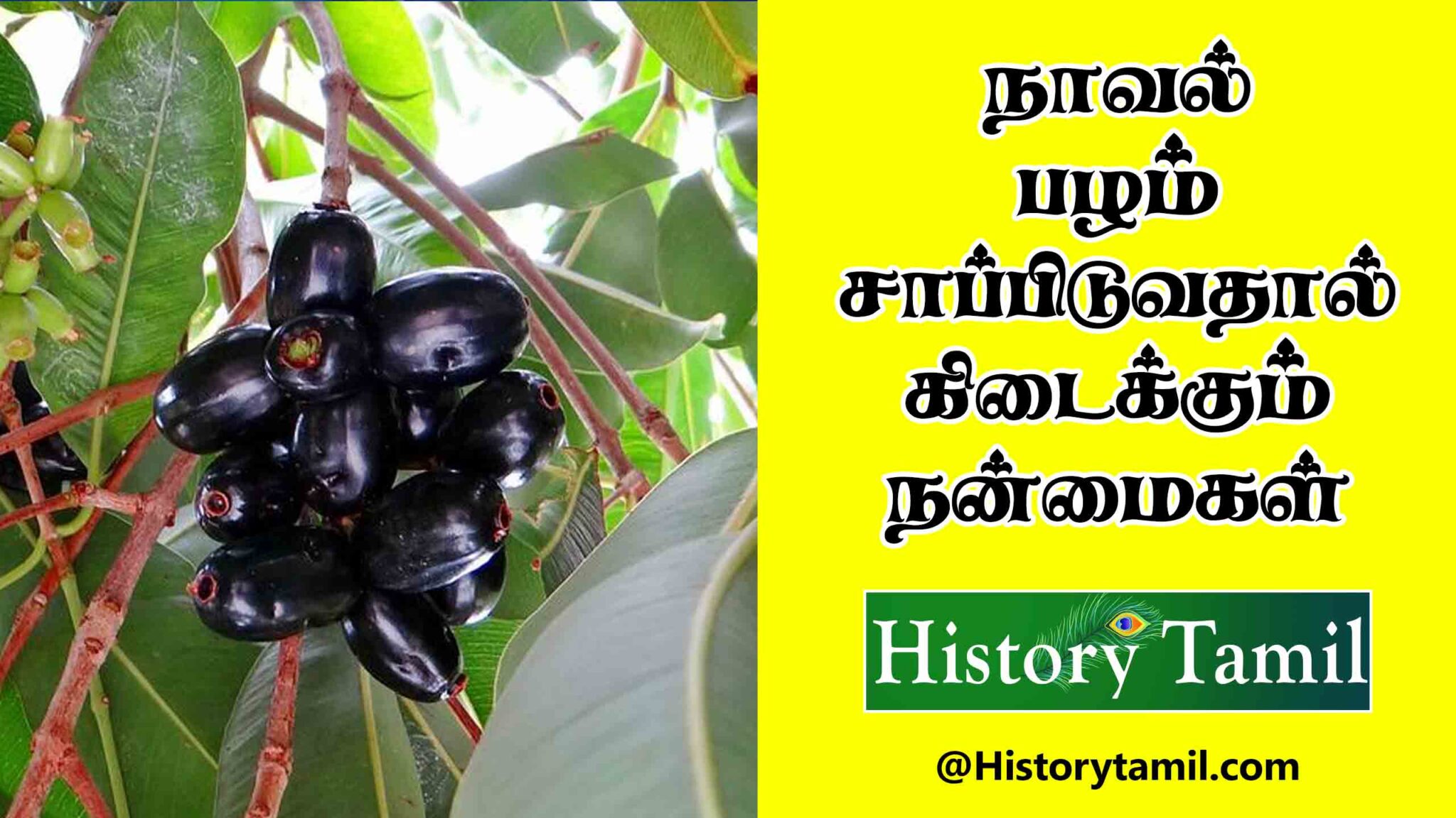 நாவல் பழத்தின் மருத்துவ குணங்கள் பற்றி உங்களுக்கு தெரியுமா Naval