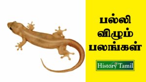 Read more about the article பல்லி விழும் பலன்கள் தமிழில் | Palli Vilum Palan in Tamil