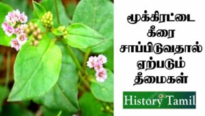 Read more about the article மூக்கிரட்டை கீரையின் தீமைகள் || Mookirattai Keeraiyin Benifits in Tamil