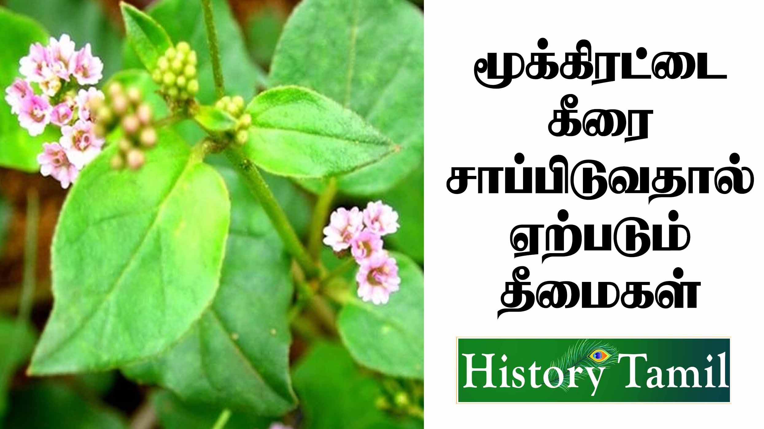 Mookirattai Keeraiyin Benifits in Tamil