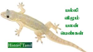 Read more about the article பல்லி விழும் பலன்கள் பெண்களுக்கு  || Palli Vilum Palan in tamil female