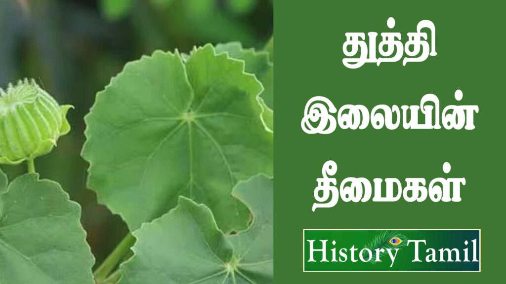 Thuththi Keerai Benifits in Tamil