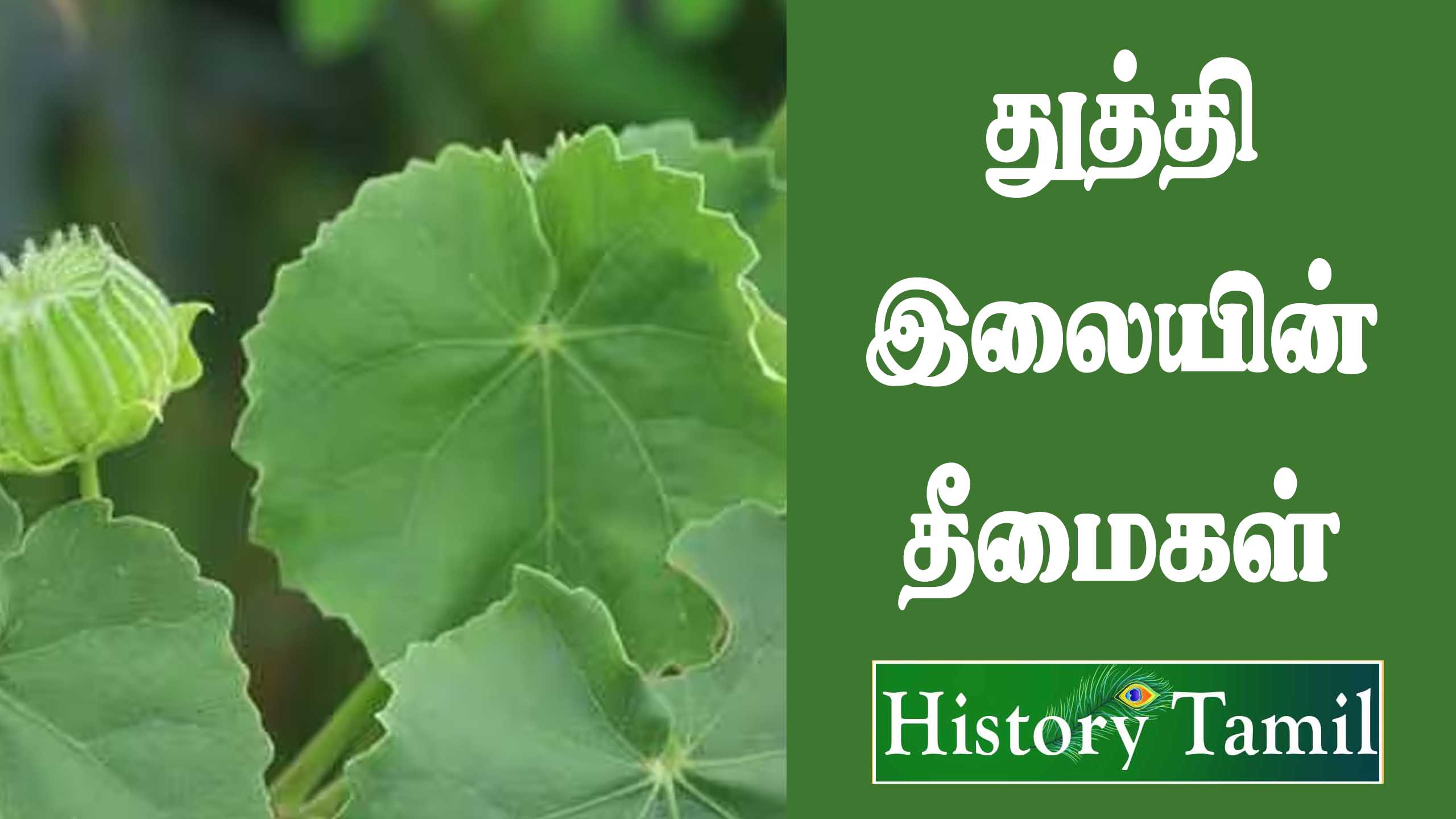 Read more about the article துத்தி இலை தீமைகள் || Thuththi Keerai Benifits in Tamil