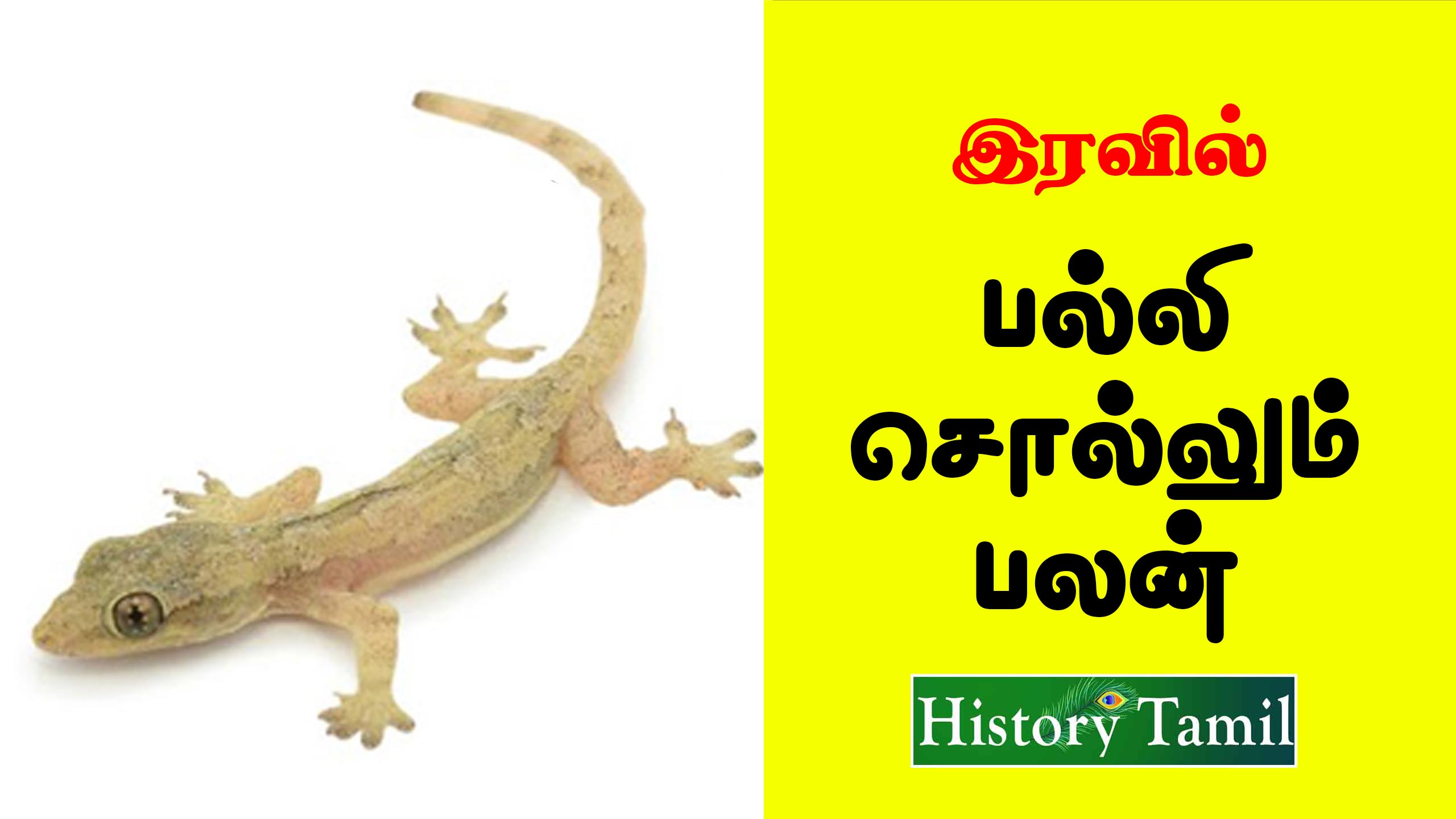 Read more about the article இரவில் பல்லி சொல்லும் பலன் ||  Palli Sollum Palan Tamil