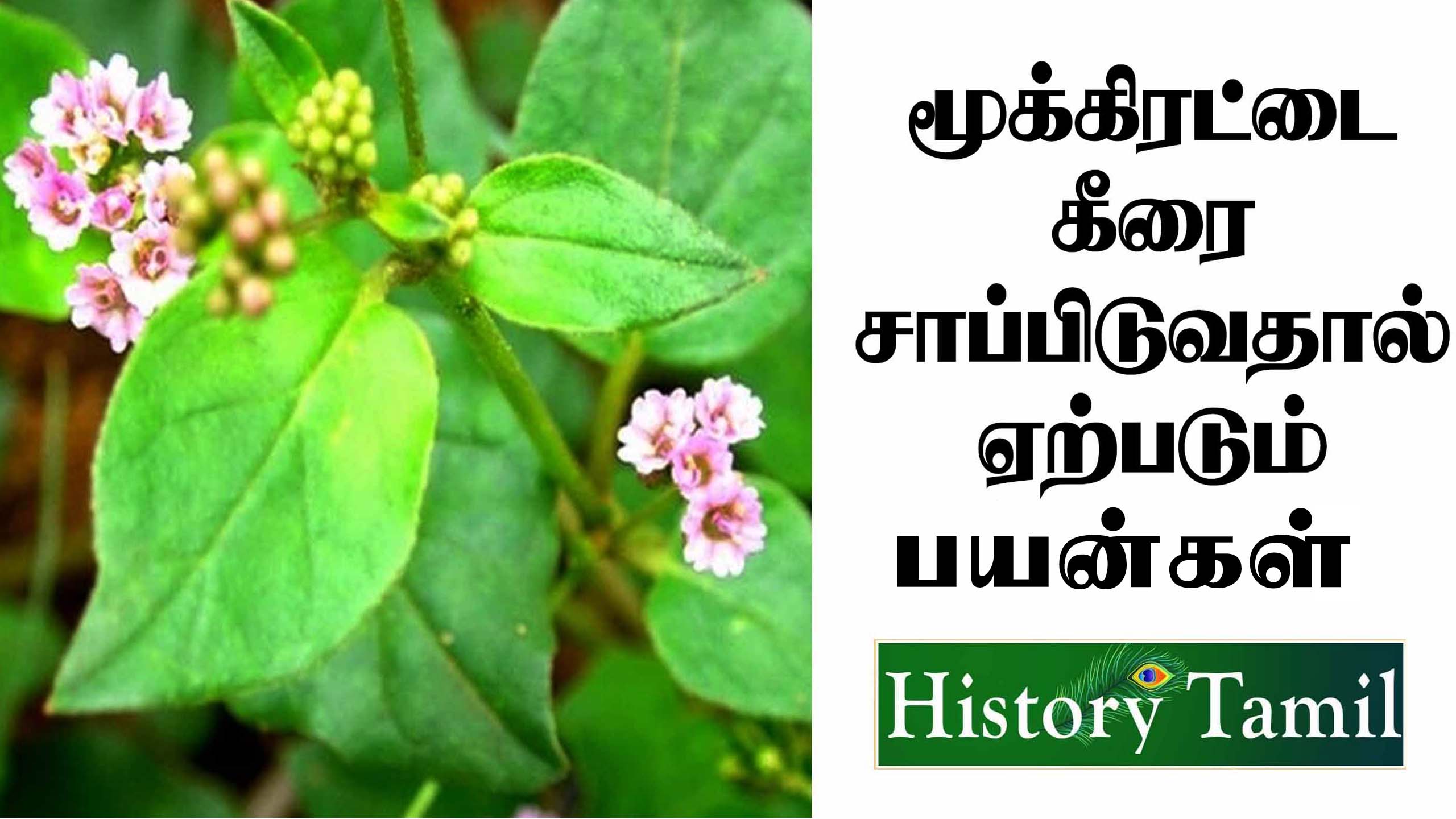 Read more about the article மூக்கிரட்டை கீரை பயன்கள் || Mookirattai Keerai Benifits in Tamil