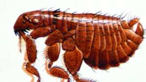 Read more about the article How to Get Rid of Fleas