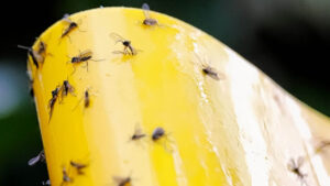 Read more about the article Effective Ways to Get Rid of Gnats: Simple Solutions for a Gnat – How to Get Rid of Gnats